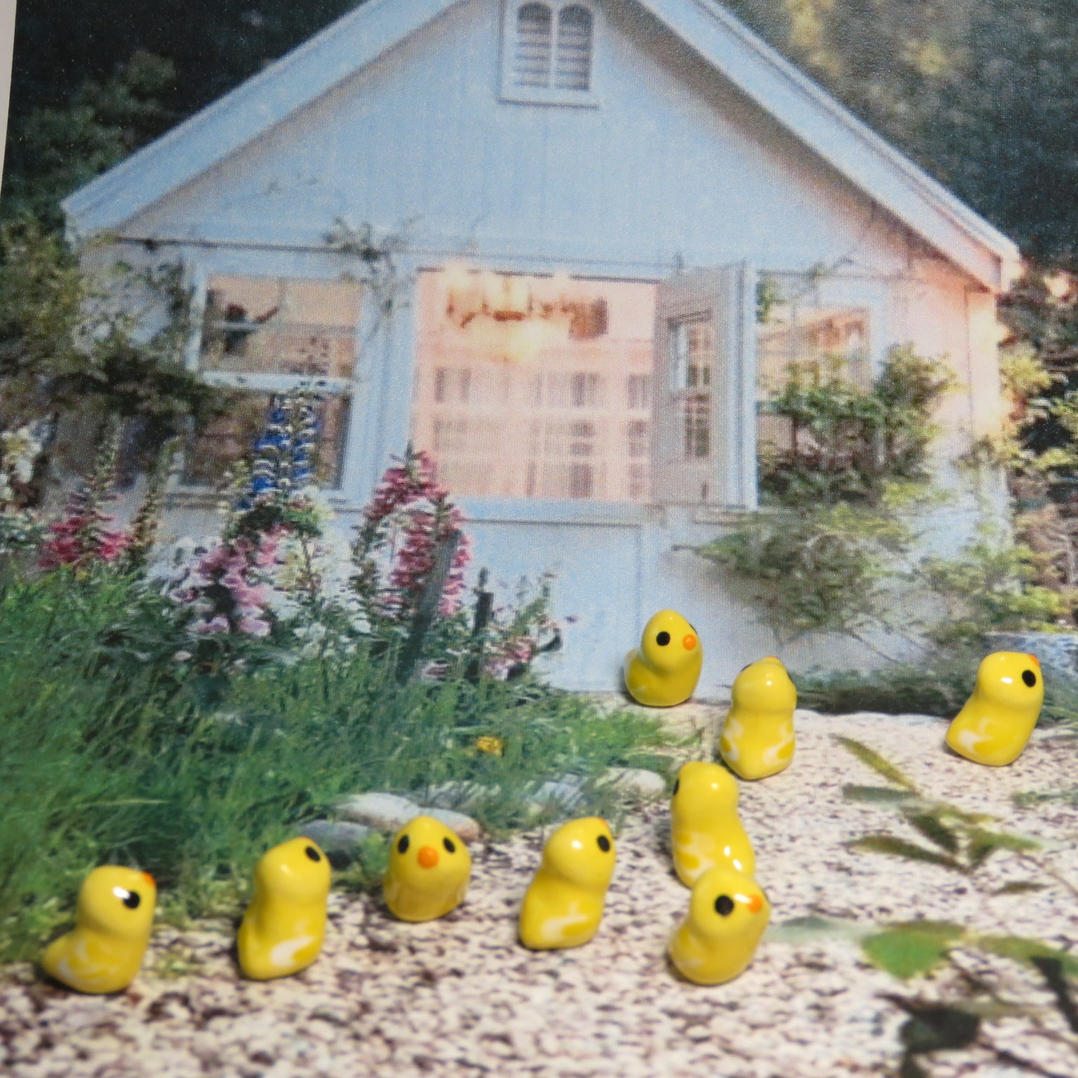Baby Chick